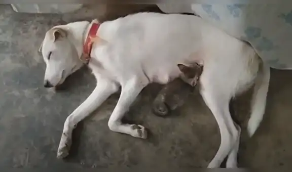 Escuchan ruidos extraños y encuentran a perrita alimentando a un gato abandonado [VIDEO]