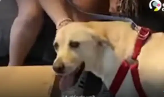 Encuentran a perrita que no podía caminar, la curan y ahora luce distinta