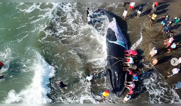 Decenas de personas se unen para rescatar a una enorme ballena jorobada varada en la costa [VIDEO]