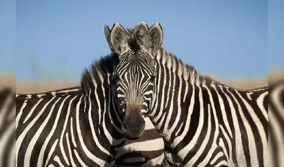 ¿Cuál de las dos cebras está adelante? El difícil reto visual que pocos usuarios pueden resolver [FOTOS]