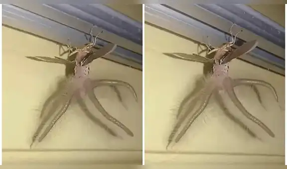 En Indonesia encuentran a un ‘insecto con tentáculos’ y su aspecto aterra las redes [VIDEO]