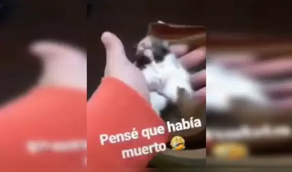 Encuentra a su hámster tieso y casi lo da por muerto, pero descubre que estaba hibernando [VIDEO]
