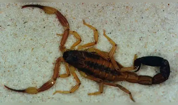 YouTube viral: graban momento en que cientos de crías de mamá alacrán mutan de piel y video causa terror