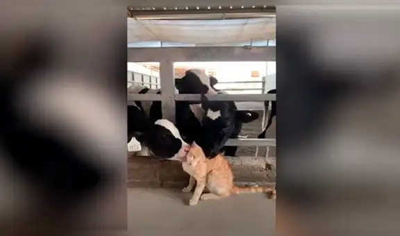 Granjero pide a su gato ‘cuidar’ de sus vacas y al volver los descubre en una tierna escena [VIDEO] 