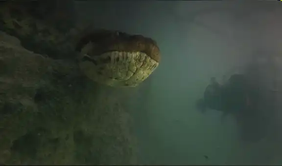 Buceador ingresa a río y nada junto a una gigantesca anaconda [VIDEO] 