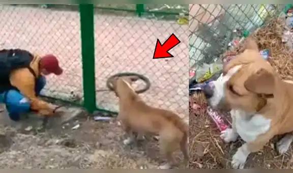 Facebook viral: perro ladra desesperadamente para que jóvenes lo ayuden a recuperar su 'juguete' [VIDEO]