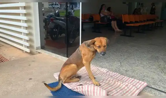 Facebook: perro esperó cuatro meses a su dueño en la puerta de un hospital [FOTOS]