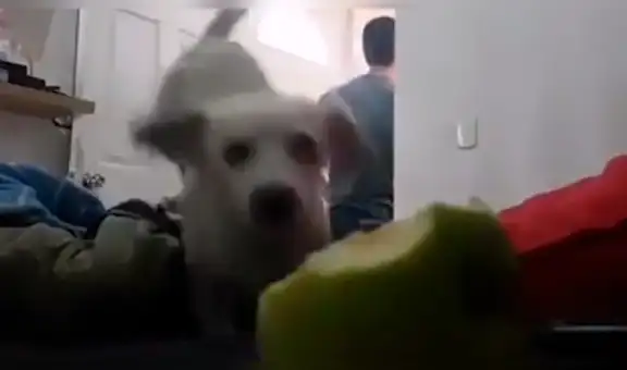 Joven deja su celular en su cuarto y logra captar lo que su travieso perro hace durante su ausencia [VIDEO]