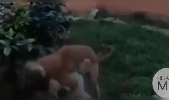 Facebook viral: niñas querían incursionar como 'youtubers' y dos perros arruinan su primer video