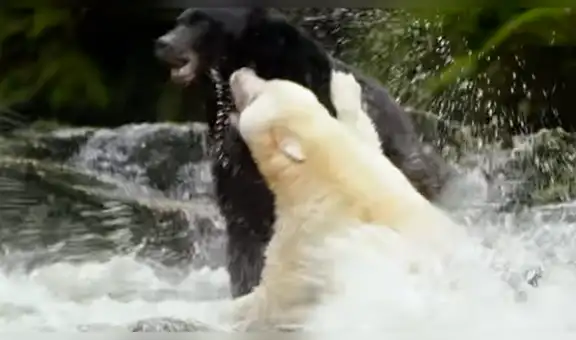 Youtube viral: osa 'fantasma' tiene brutal enfrentamiento contra enorme macho por su territorio [VIDEO]