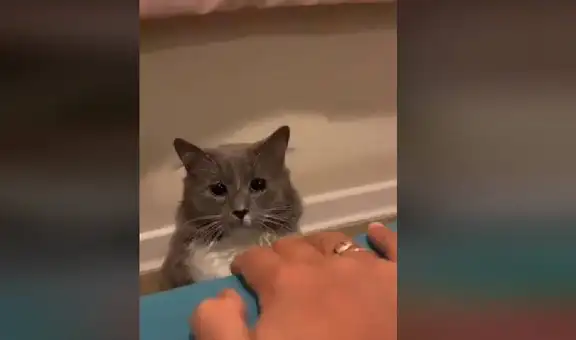 Gato protagoniza “el muchacho de los ojos tristes” en TikTok y cautiva a miles en las redes [VIDEO]