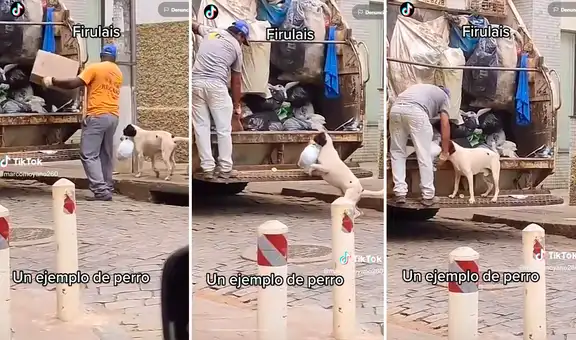 ¡Ejemplo a seguir! Perrito apoya a recolectores y deposita su bolsa con basura en el camión