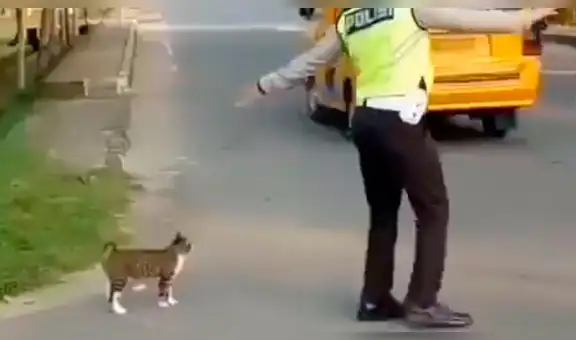 Facebook: policía detiene el tráfico para que un gato pueda cruzar la pista [VIDEO]