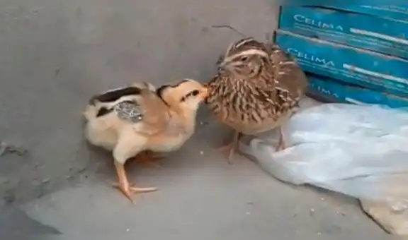 Vía Facebook: épica pelea entre pollito y codorniz tiene un final inesperado