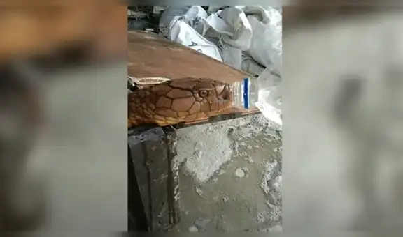 Encuentra serpiente venenosa y le invita un poco de agua para evitar que lo ataque [VIDEO]