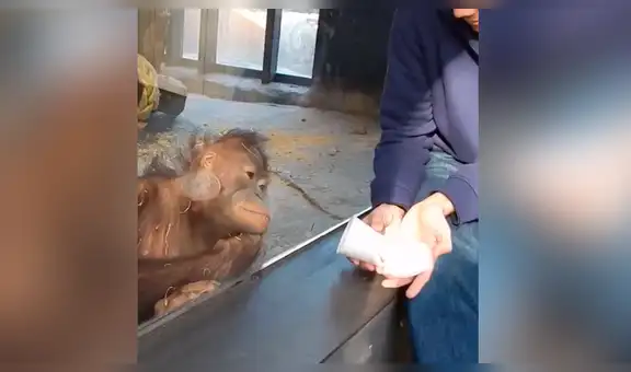 Hombre le hace truco de magia a enorme orangután y animal tiene curiosa reacción [VIDEO]