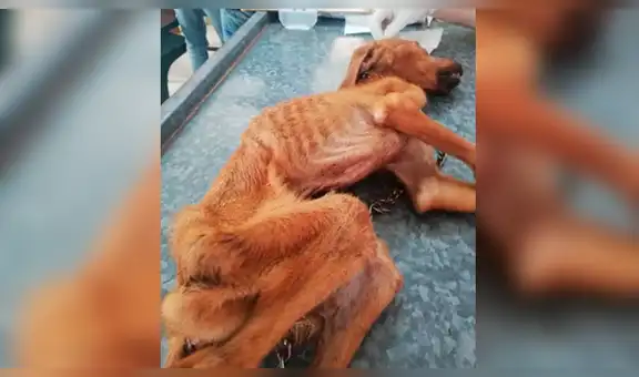 Encuentra a perro moribundo en la calle, lo cuida durante meses y ahora luce así [FOTOS]
