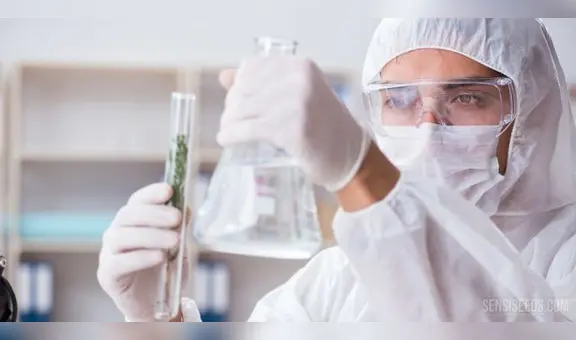 Conoce la universidad peruana que investiga productos de cannabis