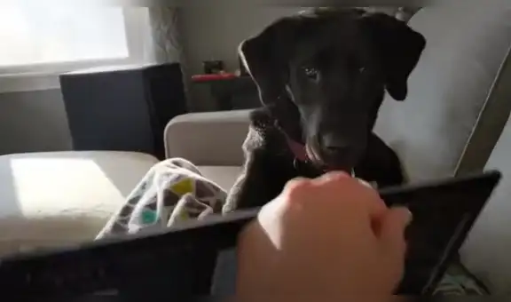 Perra intenta apagar la laptop de su dueña para que ella le preste atención [VIDEO]