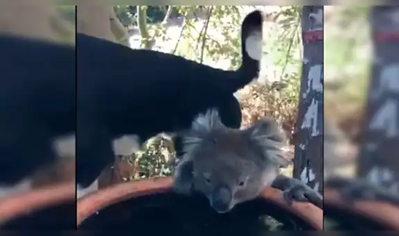 Captan conmovedor momento en el que perro y koala comparten agua durante sequía [VIDEO]