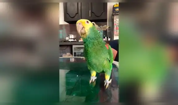 Le pide a su loro que repita diversas frases y este asombra con sus habilidades [VIDEO] 