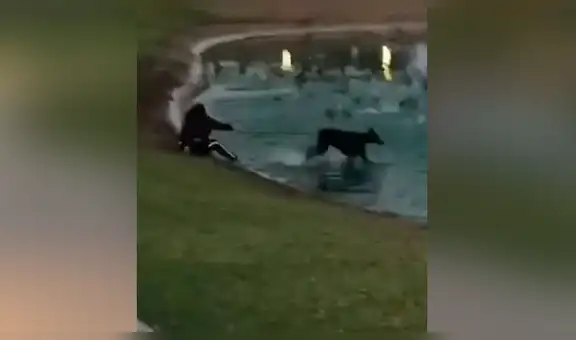 Travieso perro arrastra a su dueña hasta el agua al tratar de perseguir unas aves  [VIDEO]