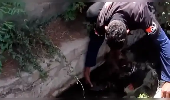 YouTube viral: perrita enferma espera que la muerte se la lleve hasta que un 'ángel' lo cambió todo [VIDEO]