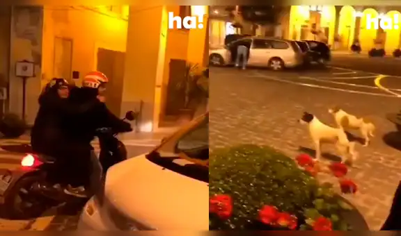 Perros resguardan calle y restringen el paso de motociclistas desatando carcajadas en los usuarios [VIDEO]