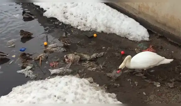 Cisne blanco es captado limpiando los residuos plásticos de un lago [VIDEO]