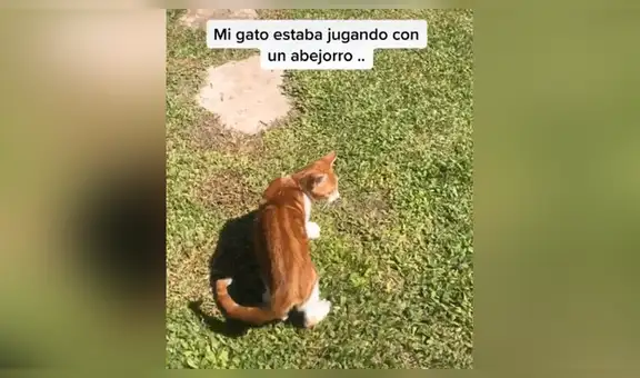 Gato intenta jugar con una abeja y acaba con la pata hinchada tras una picadura [VIDEO]