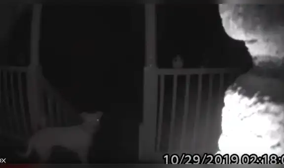 Cámara de seguridad capta la curiosa hazaña de un perro para que le abran la puerta de su casa [VIDEO]