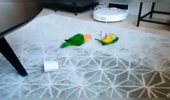 Loro mira que su hermano juega con su objeto preferido y lo ataca de manera curiosa [VIDEO] 