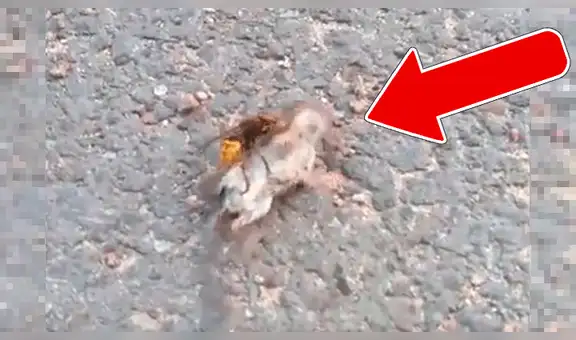 Ratón y avispa se enfrascan en una impactante lucha y asombran a todos con desenlace [VIDEO]