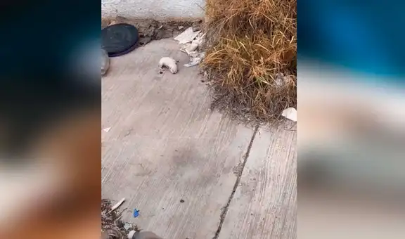 Adopta a gato bebé que fue abandonado en al basura, cura sus heridas y ahora luce irreconocible [VIDEO]