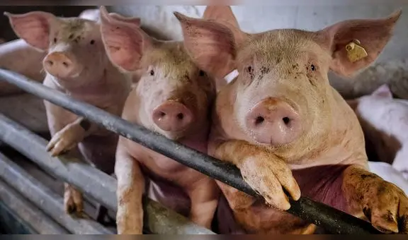 Gripe porcina: ¿qué es y cómo se originó esta pandemia?
