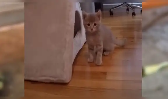 Joven encuentra a gato bebé moribundo, lo ayuda y tiene milagrosa recuperación [VIDEO] 