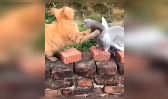 Gato intenta devorar a paloma y sufre terrible castigo del ave [VIDEO]