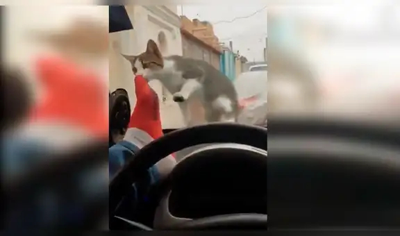 Facebook viral: intenta ahuyentar a un gato que se subió en su auto y el ‘karma’ le da una dura lección [VIDEO]