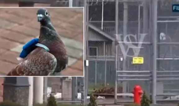 Policía captura a paloma que transportaba droga a un penal en una diminuta ‘mochila’