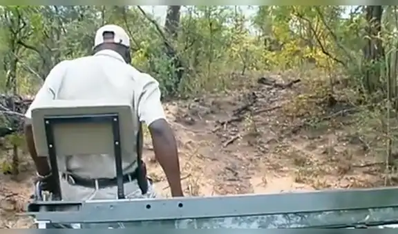 Turistas que hacían safari captan tierna escena de leopardo protegiendo a su bebé [VIDEO]
