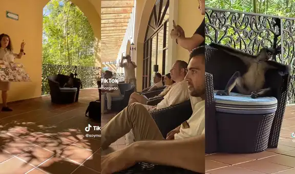 México: mujer capta a un mono infiltrado en su reunión de trabajo en Riviera Maya