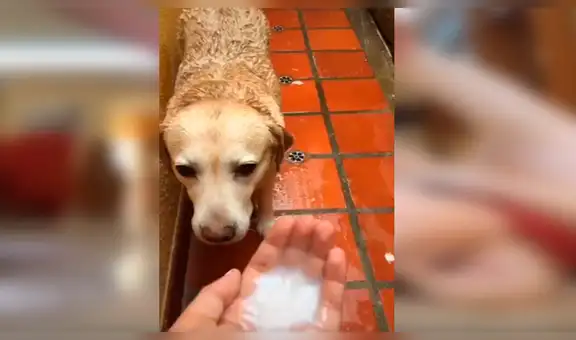 Perro no quiere bañarse, su dueña lo obliga y al final el animal queda encantado [VIDEO]