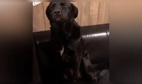 Perro travieso es regañado por su dueña y tiene curiosa reacción al ser descubierto [VIDEO]