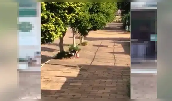 ‘Perrito’ roba comida de Petshop y causa sensación en las redes sociales [VIDEO]