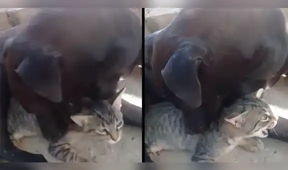 YouTube: pitbull protagoniza el viral más hermoso que verás en Internet [VIDEO]