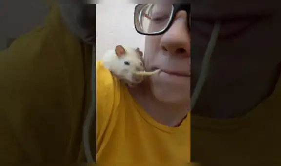 Joven intenta recrear escena de la ‘Dama y el vagabundo’ con su rata mascota [VIDEO]