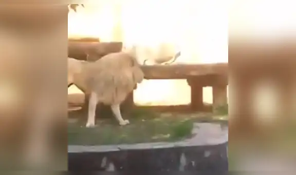YouTube viral: ingeniosa madre usa gran truco para que su hijo no vea a dos leones en momento íntimo [VIDEO]