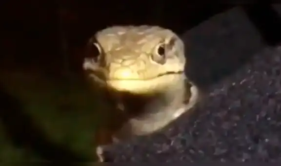 Mujer descubre al extraño animal que bebía las trampas de cerveza del jardín de su casa [VIDEO]