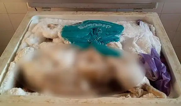 Encuentran 20 cachorros de leones y tigres muertos en un congelador