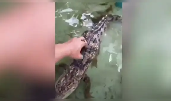 Cuidador de zoológico estira su mano y la coloca en las mandíbulas de peligroso cocodrilo [VIDEO]